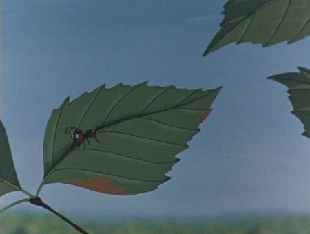 Путешествие муравья (Союзмультфильм, 1983 г.) Путешествие муравья